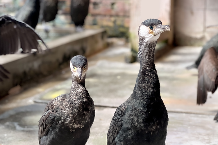 Profundice con un recorrido por el patio trasero. Detrás de escena de la pesca con cormoranes en el río Nagara