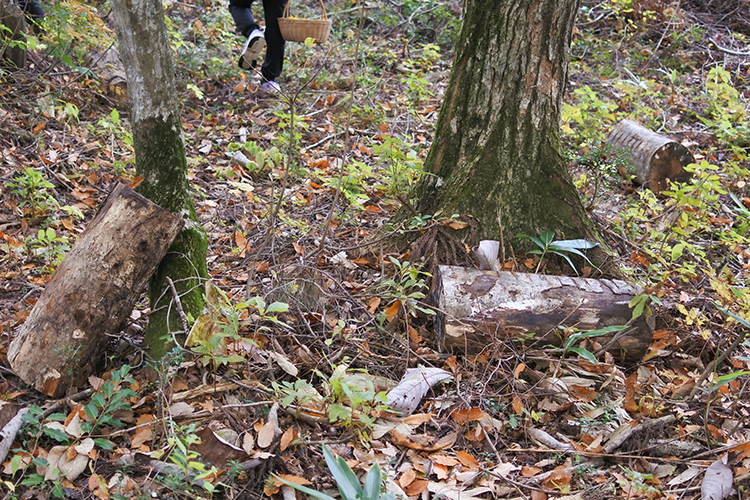 Un árbol caído al que el Sr. Mizukami inyectó bacterias artificialmente.