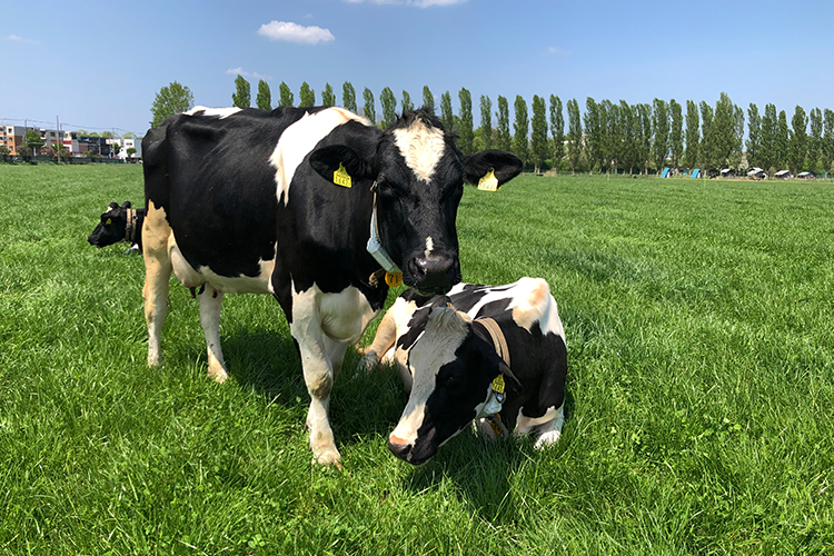 Vacas criadas en la granja de la Universidad de Hokkaido. Es impresionante como pasan el tiempo relajándose.