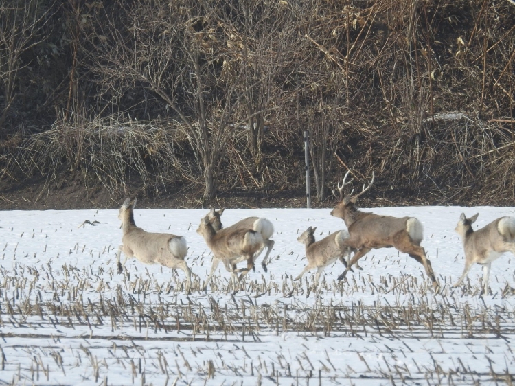 Ciervos Ezo que viven en el desierto de Hokkaido