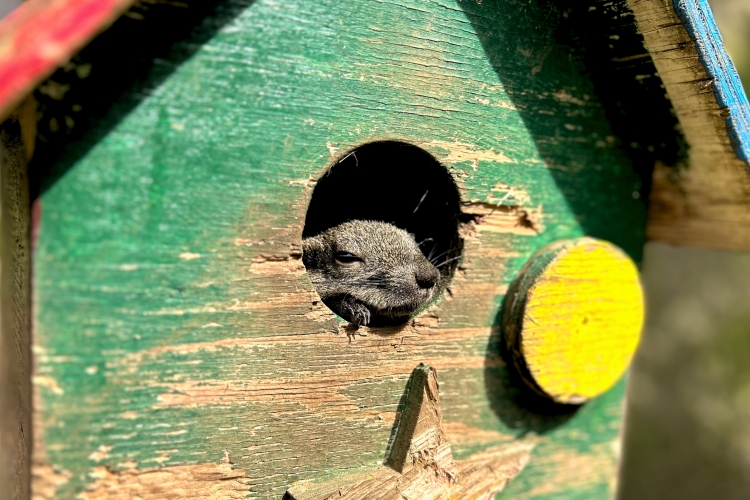 La adorable ardilla de Formosa vive a su propio ritmo