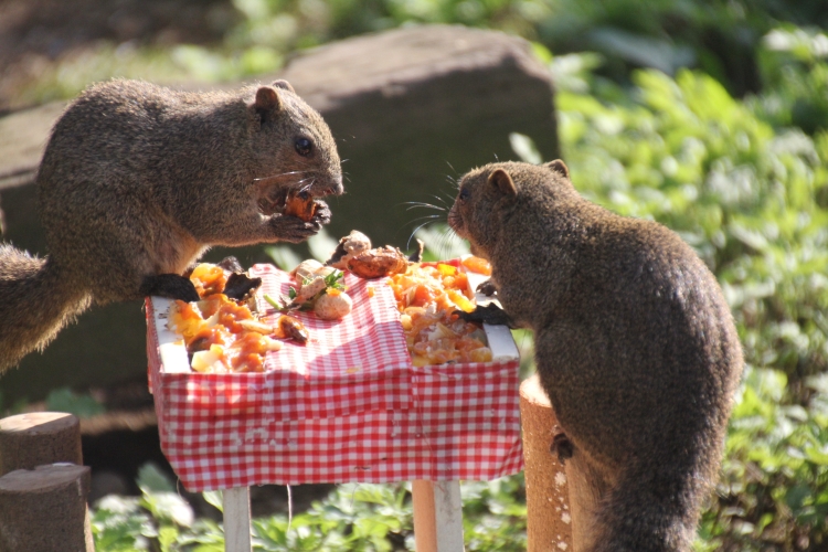 ¡Descubrimiento! La cena secreta de la ardilla