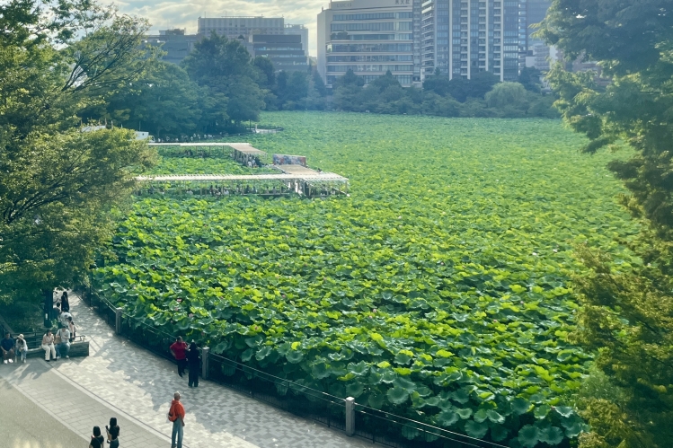 El estanque Shinobazu se puede apreciar en su totalidad desde el tercer piso. Presenta un paisaje diferente en cada estación (la foto muestra el estanque en verano).