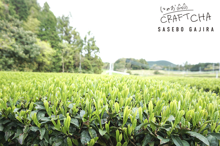 Revive una vez más tus recuerdos de viaje con el nuevo té artesanal “Sasebo Gajira”